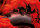 X-GRIP JACK THE GRIPPER 140/80-18 Hinterreifen Soft